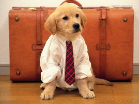 Travelling-abroad-with-Pets1