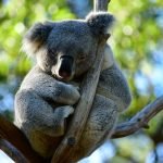 Australia-revert-to-indigenous-names-on-reopening