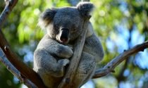 Australia Set to Adopt Traditional Indigenous Names with Reopening
