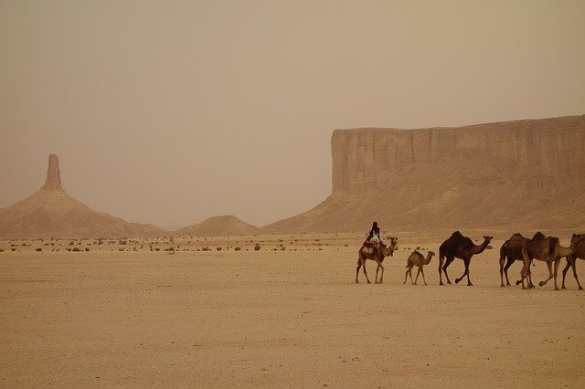 Saudi Arabia Camel Train